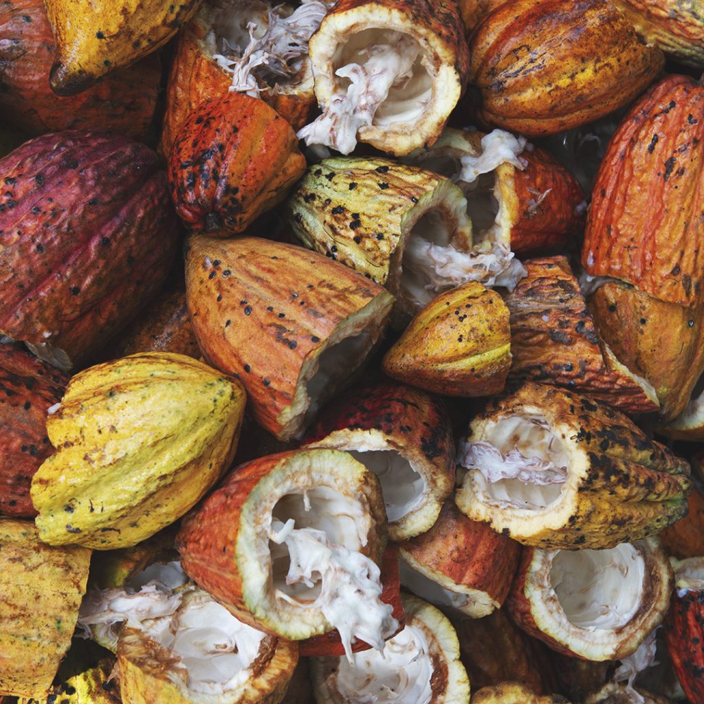 Cacau: o alimento número 1 da longevidade!